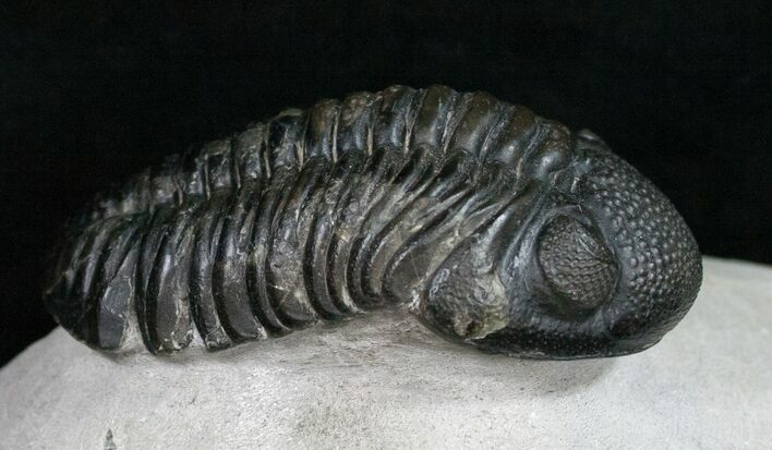 Large Phacops Trilobite - Mrakib, Morocco #11006